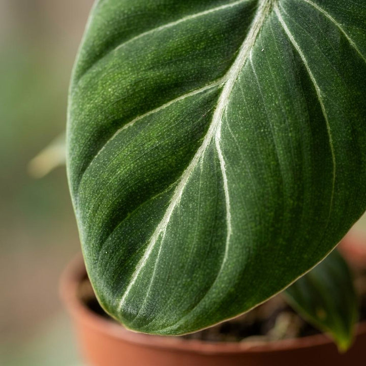 Philodendron gloriosum (Philodendron gloriosum), detail view 3