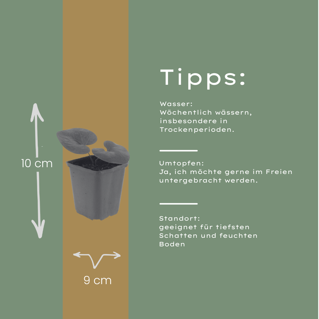 24x Asarum europaeum - ↕10-25cm - Ø9cm