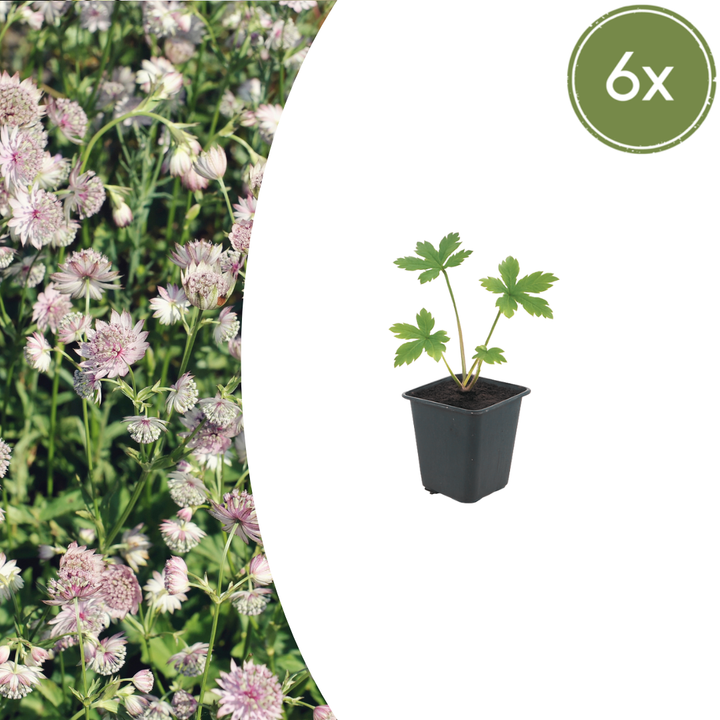 Healthy foliage and strong roots close-up of 6x Astrantia major - ↕10-25cm - Ø9cm