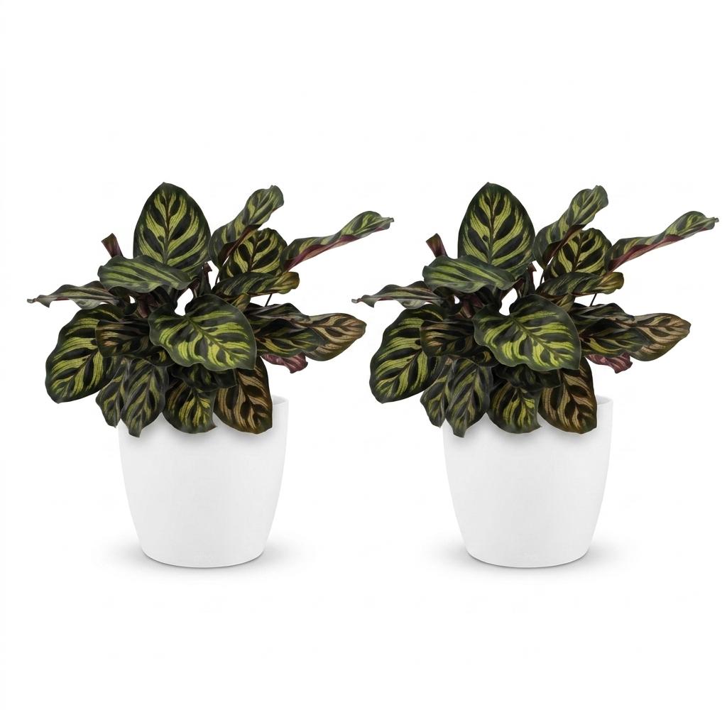 Peacock Plant (Calathea makoyana) - 2 Plants with White Ceramic Pot - 12cm Pot - 25cm Tall