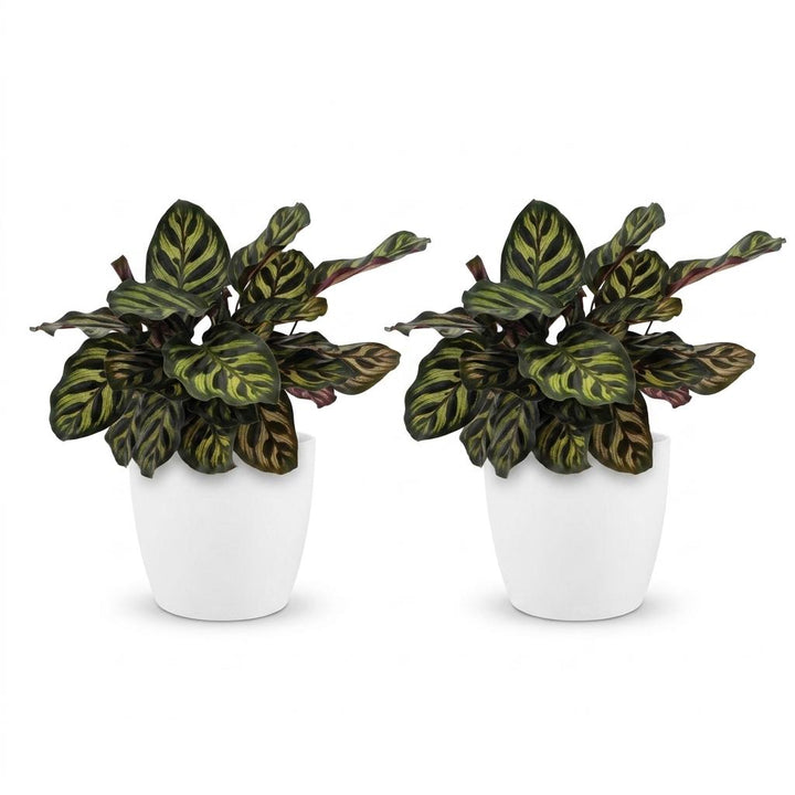 Peacock Plant (Calathea makoyana) - 2 Plants with White Ceramic Pot - 12cm Pot - 25cm Tall