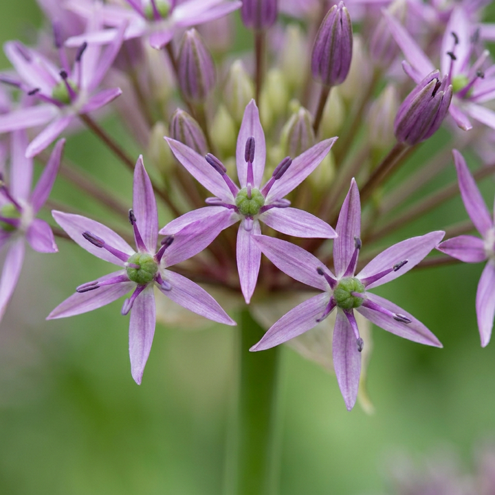 Allium christophii in flower, huge open globes of silvery-violet star flowers, 120-bulb pack for Irish gardens