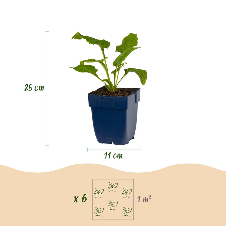 6 Echinacea purpurea 'Alba' white coneflower plants in 11cm pots - view 3