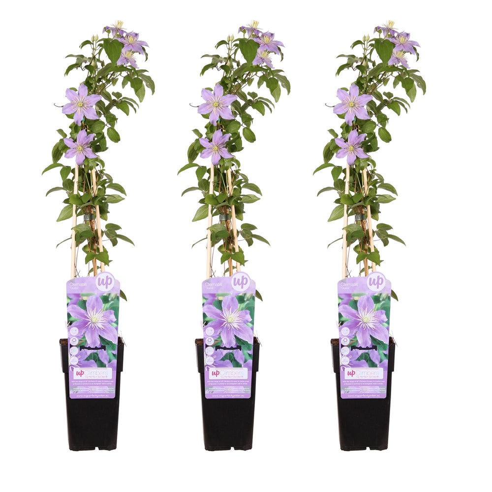 Flowering climbing vines close-up of 3x - Clematis Justa - ↨65cm - Ø15