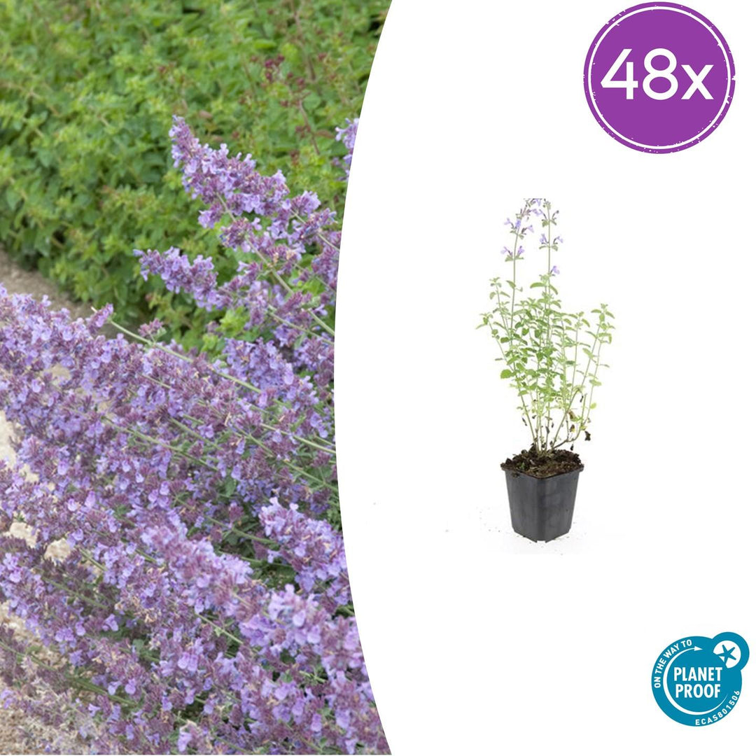48x Nepeta 'Walker's Low' - ↕10-25cm - Ø9cm