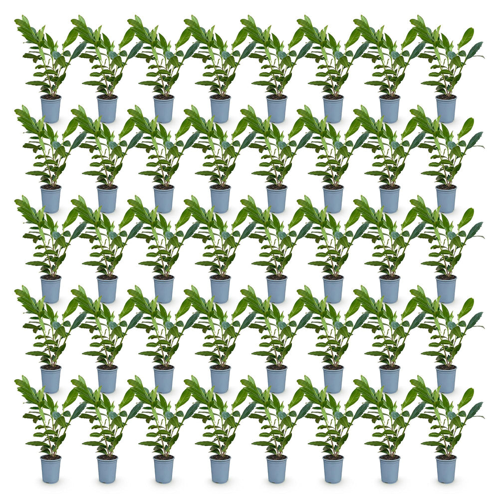 40 Prunus laurocerasus 'Caucasica' cherry laurel plants in 9cm pots, 25-35cm tall - view 2