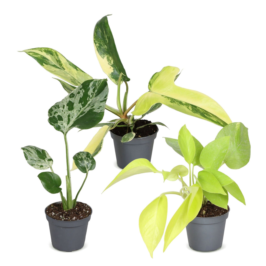 Baby Tropical Mix, 3 tropical houseplants in 6cm pots, image 2
