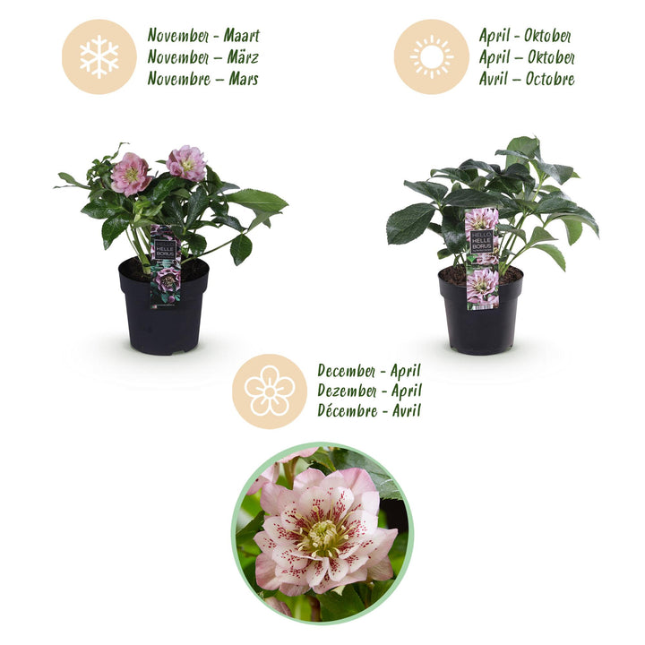 2x Helleborus orientalis 'Double Ellen Pink' Lenten Rose in 14cm pots - view 9