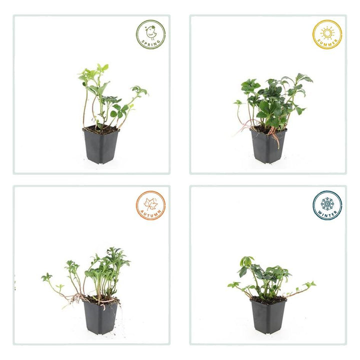 40x Pachysandra Green Sheen - Glossy Evergreen Ground Cover 10-25cm