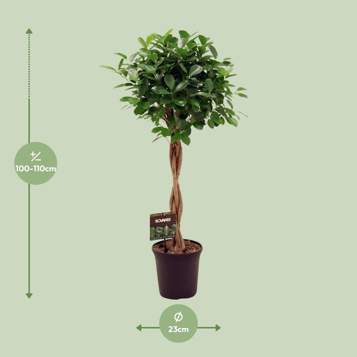 Glossy green foliage close-up of Ficus Micr. Moclame - Ø23cm - ↕110cm