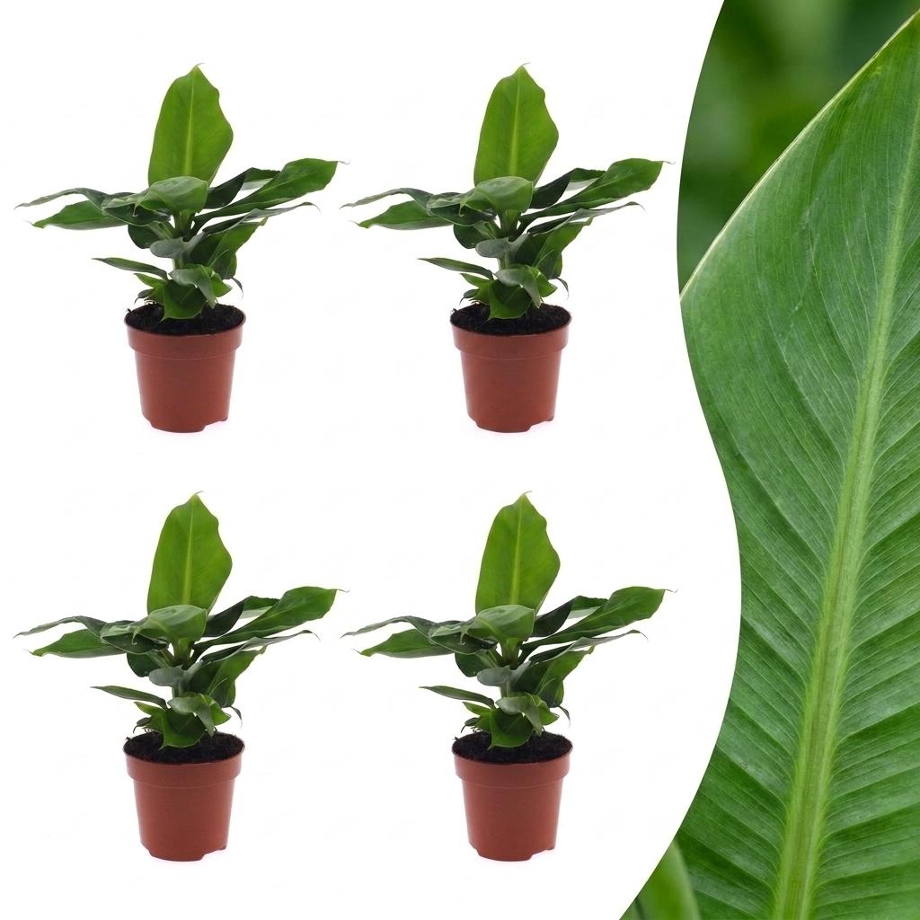 Dwarf Banana Plant with broad, soft bright green paddle leaves, set of 4 plants, about 30cm tall
