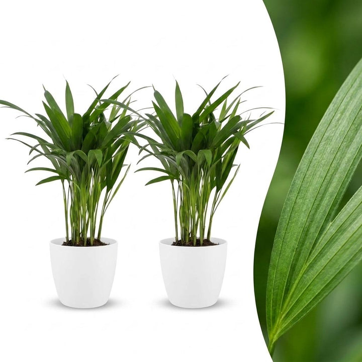 Areca Palm with soft feathery fronds arching from slender golden stems, set of 2 plants in a white ceramic pot, about 45cm tall