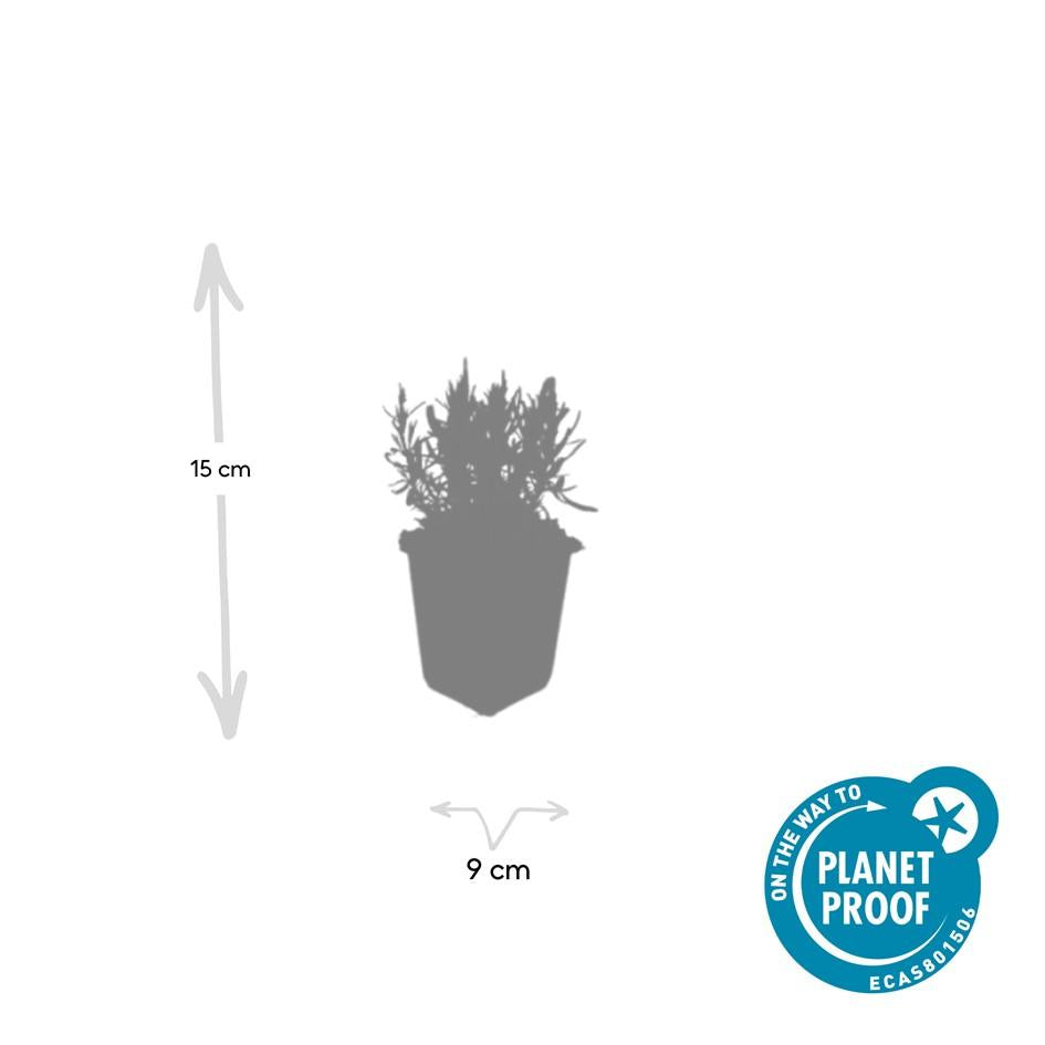 6x Lavandula ang. 'Munstead' - ↕10-25cm - Ø9cm alternative angle showing habit and leaf structure