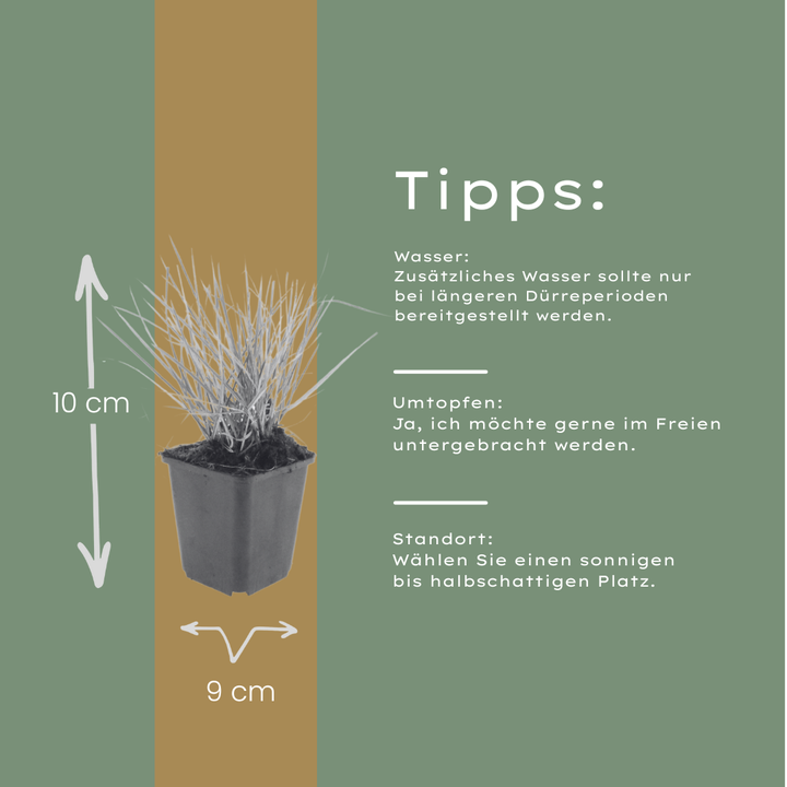 24x Sesleria autumnalis - ↕10-25cm - Ø9cm styled in an Irish home interior
