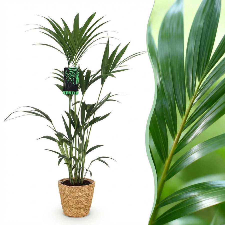 Kentia Palm (Howea forsteriana)