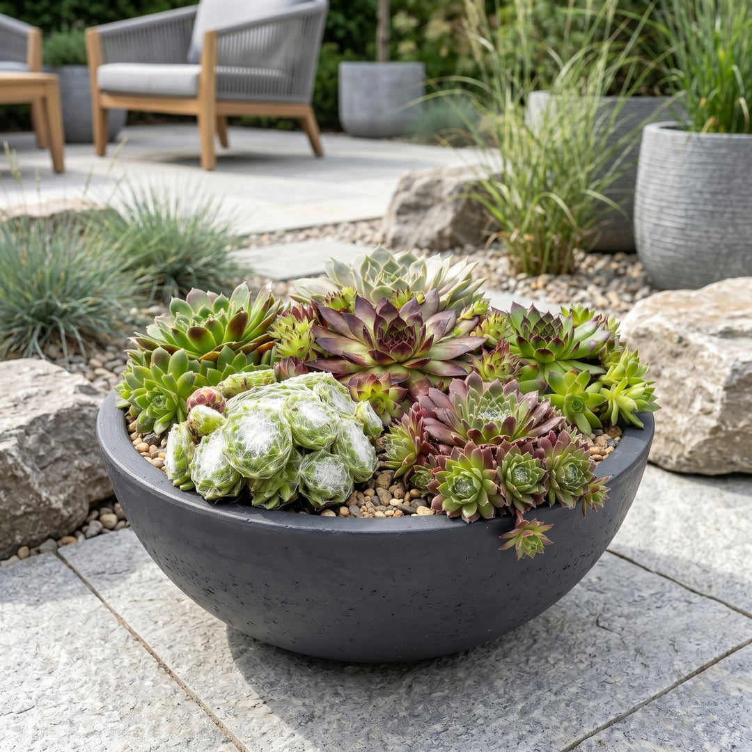 24x Sempervivum 'Big Sam' Houseleek - Hardy Alpine Perennials - 7cm Pot - 10-12cm