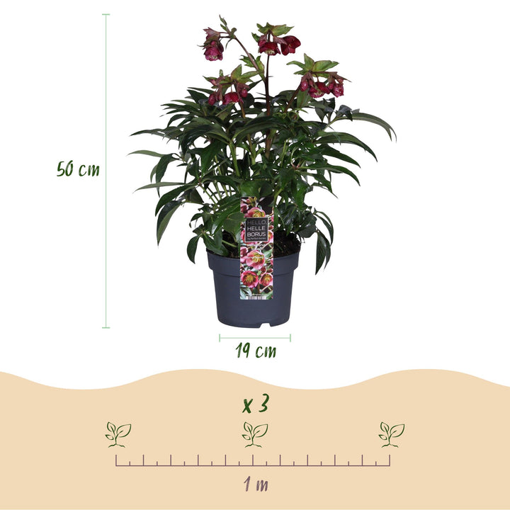 Helleborus 'Dacaya' hellebore in a 19cm pot, 50cm tall - view 3