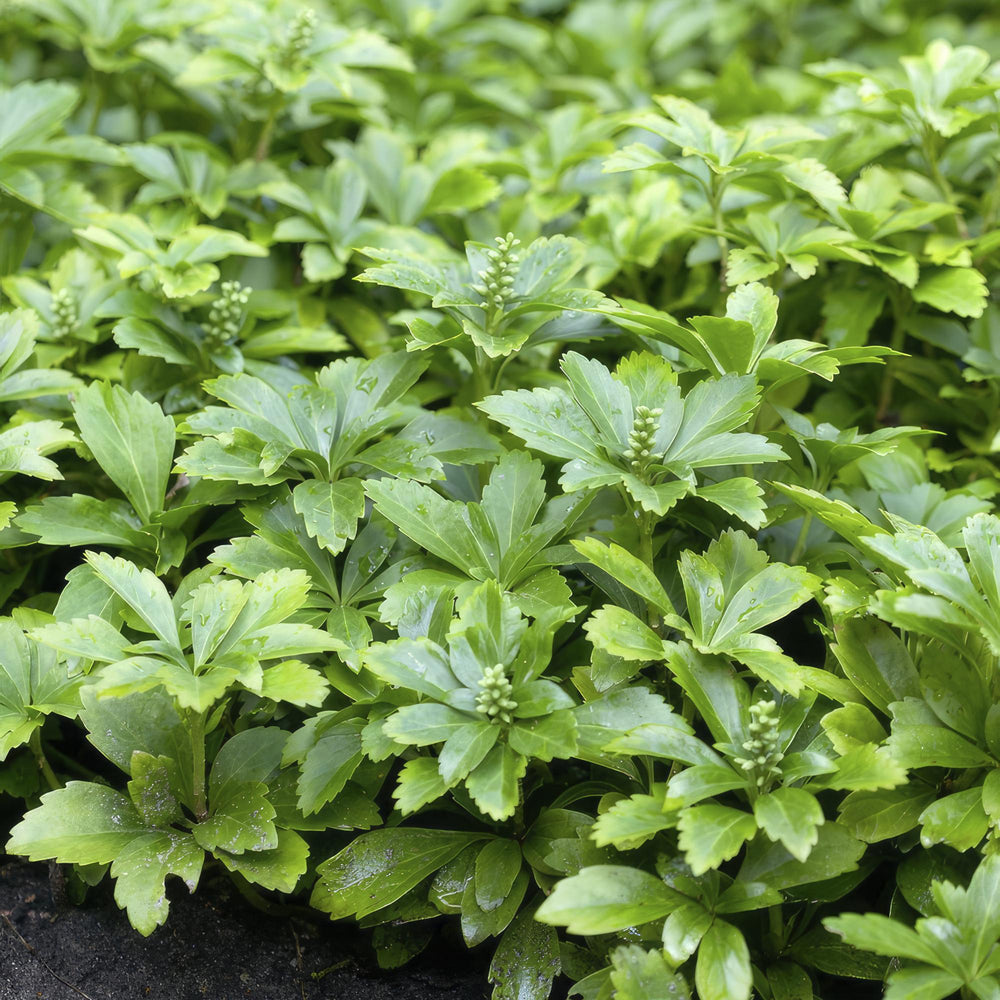 Healthy foliage and strong roots close-up of 24x Pachysandra term. 'Green Carpet' - ↕10-25cm - Ø9cm