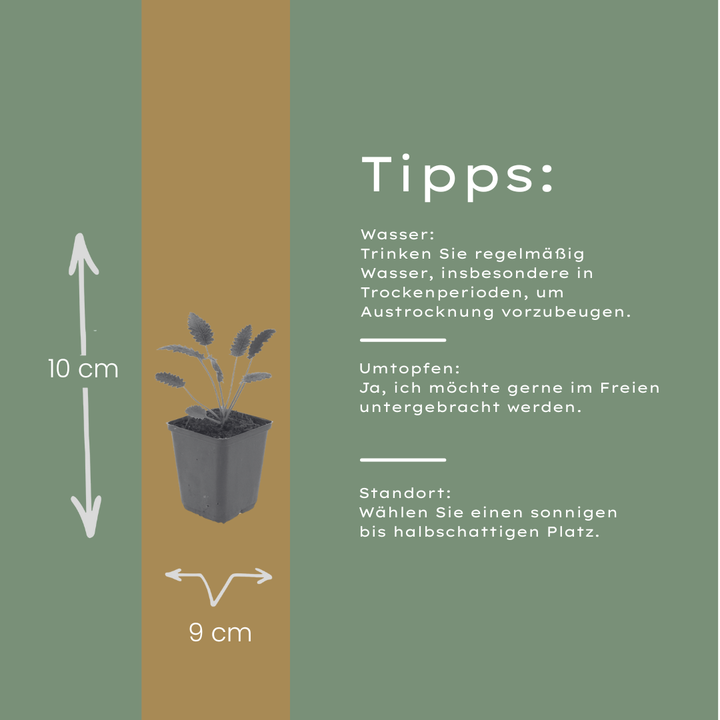 60x Sanguisorba o. 'Tanna' - ↕10-25cm - Ø9cm