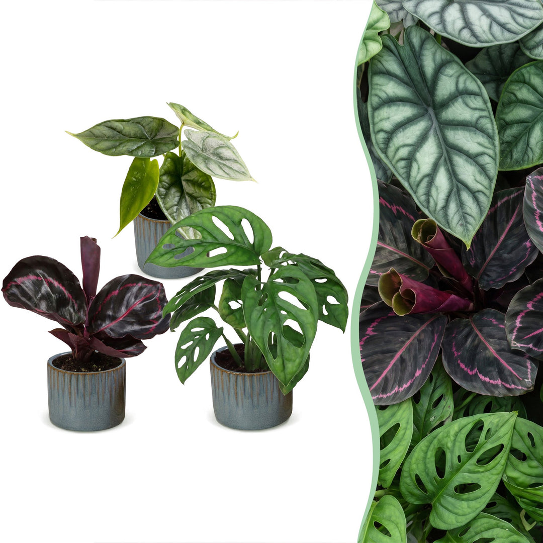 Baby Jungle Mix tropical houseplants, pack of 3