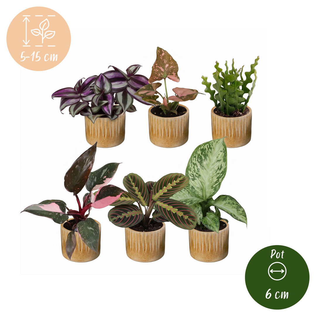 Baby Plants Surprise Box, pack of 6 tropical plants in 6 cm pots, image 5
