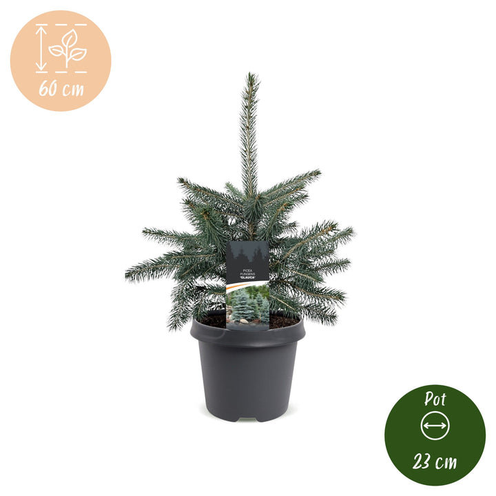 Pack of 2 potted blue spruce Christmas trees, 60cm in 23cm pots - view 5