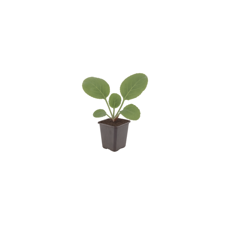 60x Bergenia cordifolia - ↕10-25cm - Ø9cm