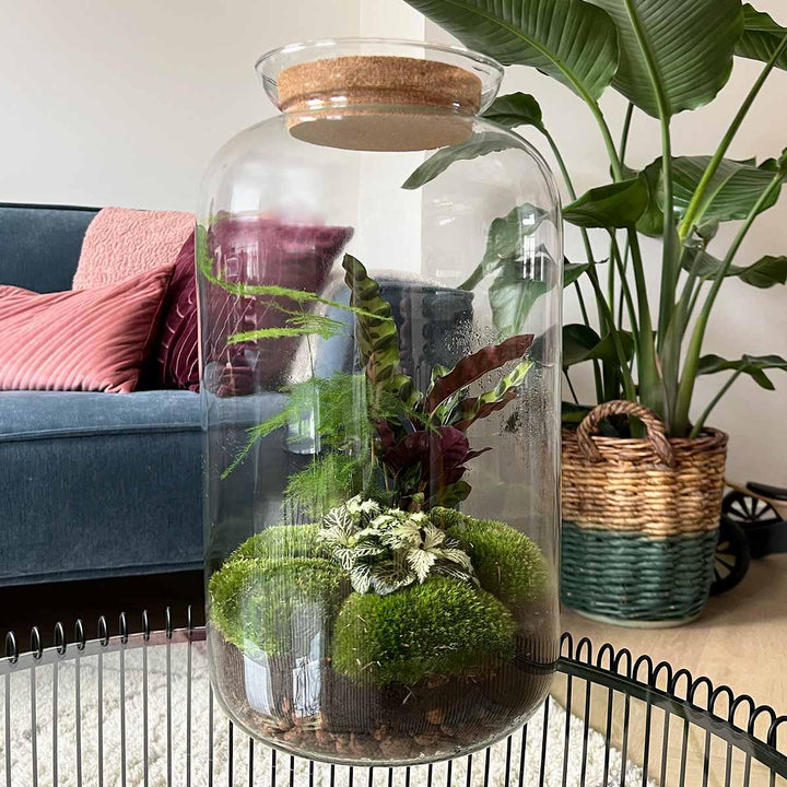 DIY Terrarium Kit Botanical Sven XL - Glass Bottle 43cm Cork Lid