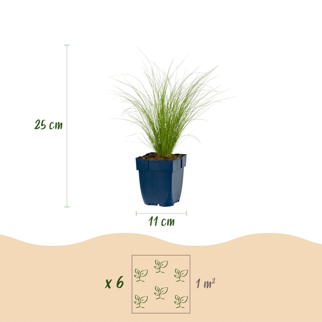 Pack of 24 Stipa tenuissima 'Ponytails' Mexican feather grass plants in 11cm pots - view 3