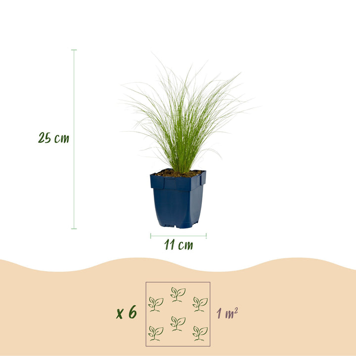 Pack of 24 Stipa tenuissima 'Ponytails' Mexican feather grass plants in 11cm pots - view 3