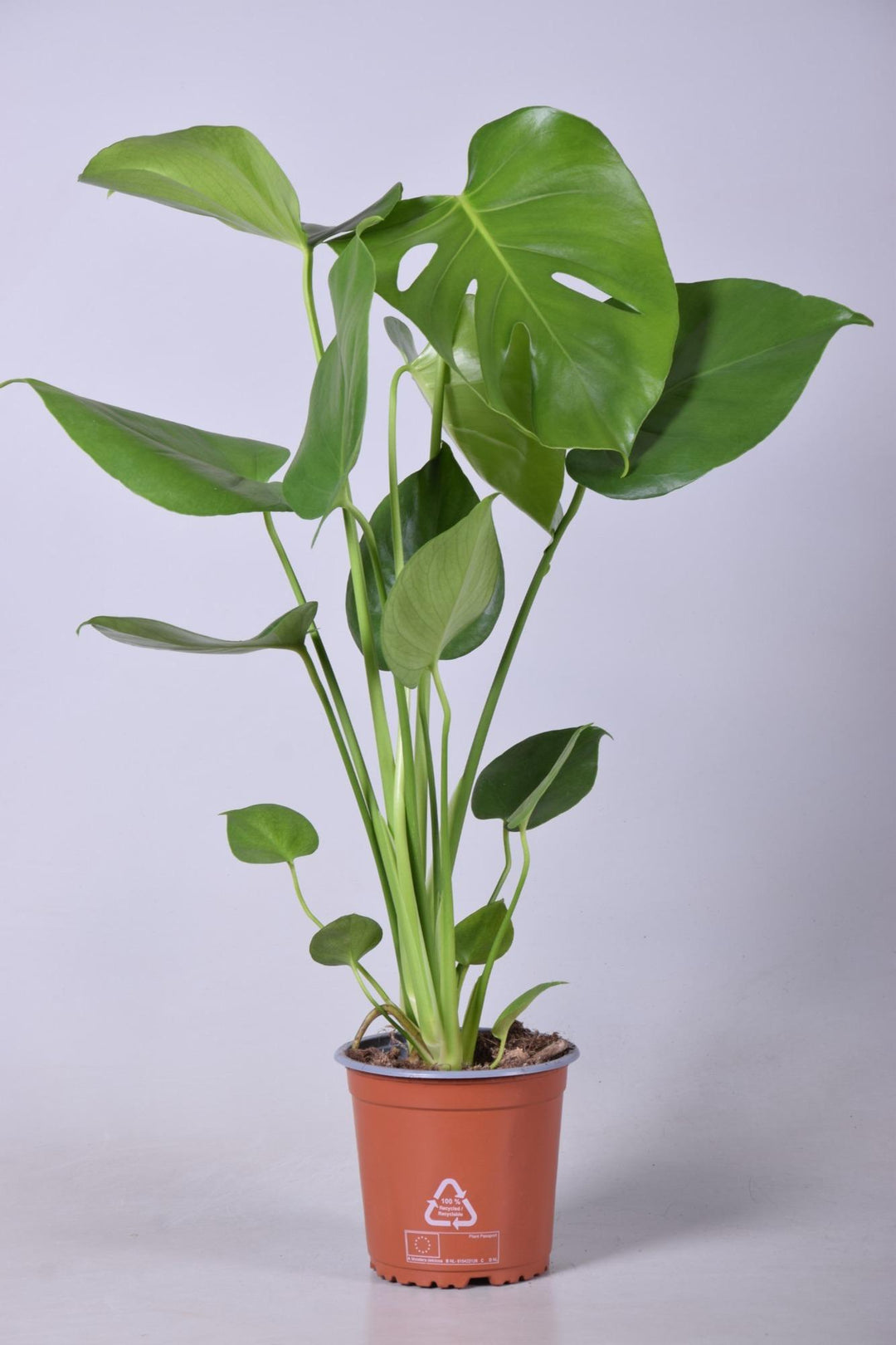 Monstera Deliciosa Swiss Cheese Plant - 14cm Pot Live Houseplant