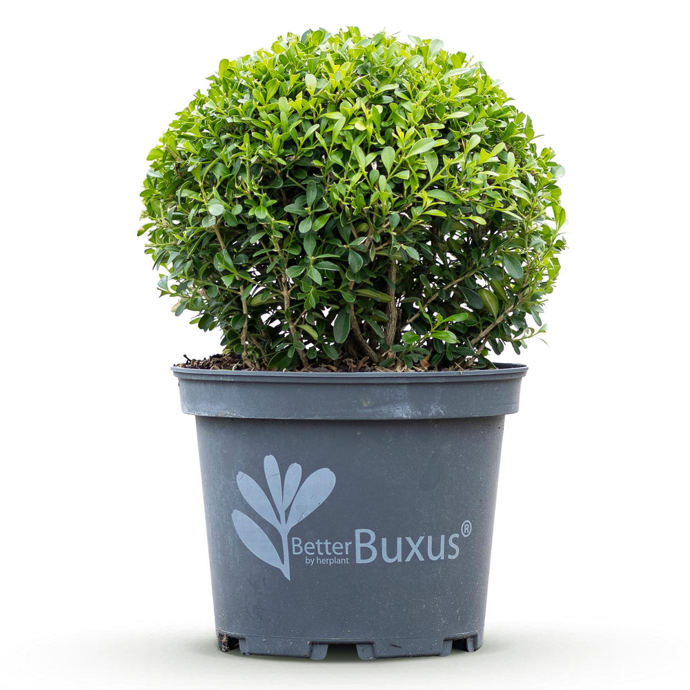 BetterBuxus Skylight box ball 25cm in 23cm pot - view 2