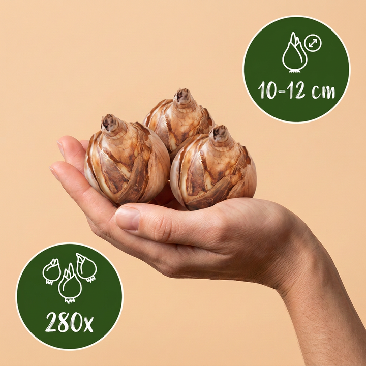 280x Dry Garden Bulb Collection - Mixed - Summer Flowering - Size 10/12