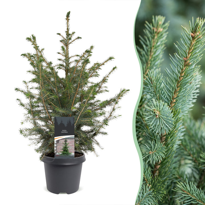 Pack of 2 potted serbian spruce Christmas trees, 70cm in 23cm pots