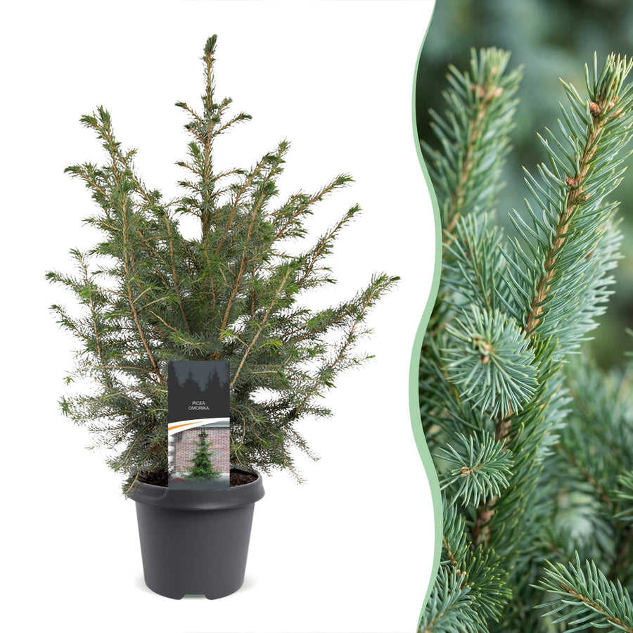 Pack of 2 potted serbian spruce Christmas trees, 70cm in 23cm pots