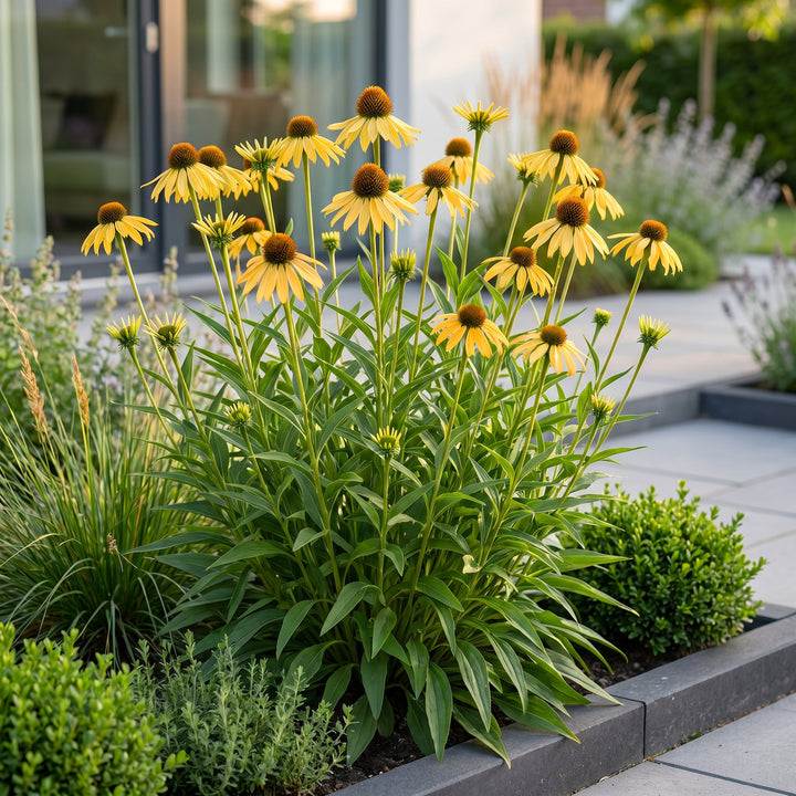 24x Echinacea paradoxa yellow coneflower plants in 11cm pots - view 6