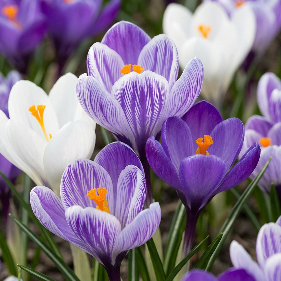 Crocus Blue in flower, blue and white goblets with bright orange stamens, 120-bulb pack for Irish gardens