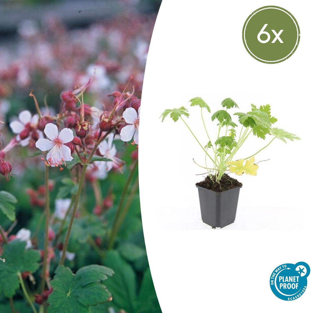 Astilbe with deeply lobed green foliage and drooping pale pink flowers in grey pot, 10-25cm tall
