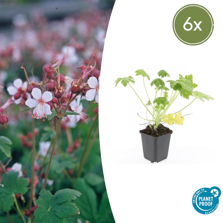 Astilbe with deeply lobed green foliage and drooping pale pink flowers in grey pot, 10-25cm tall