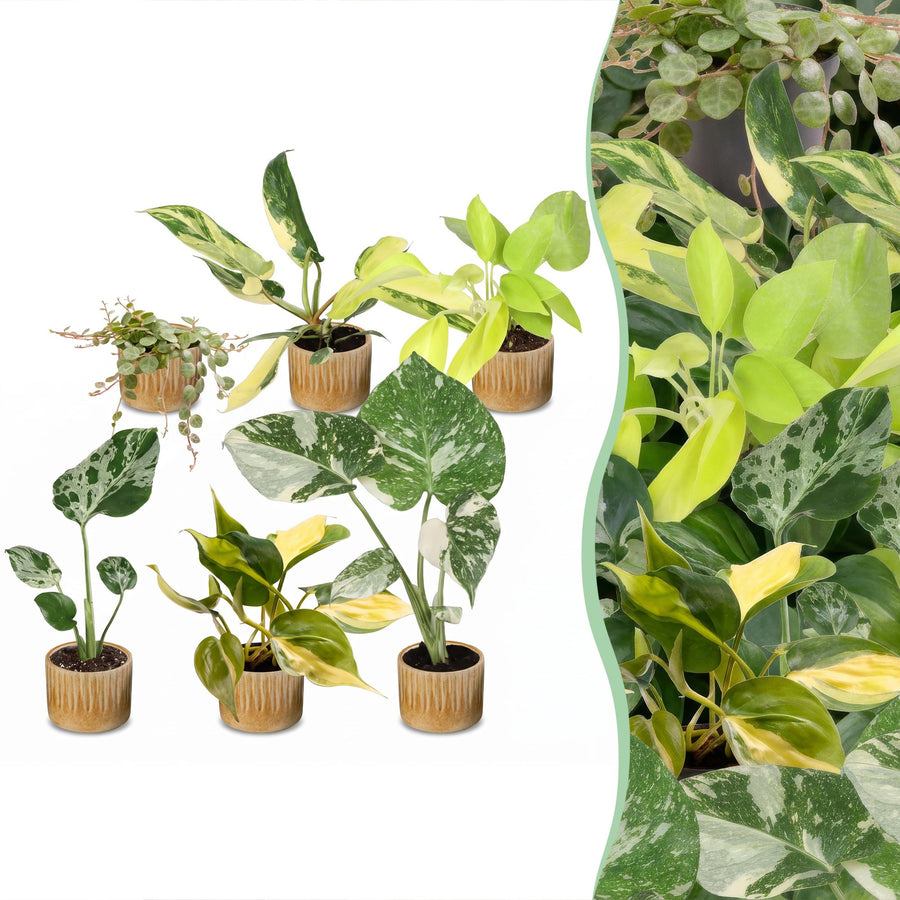 Baby Tropical Mix, six tropical houseplants in Ø6cm pots, pack of 6