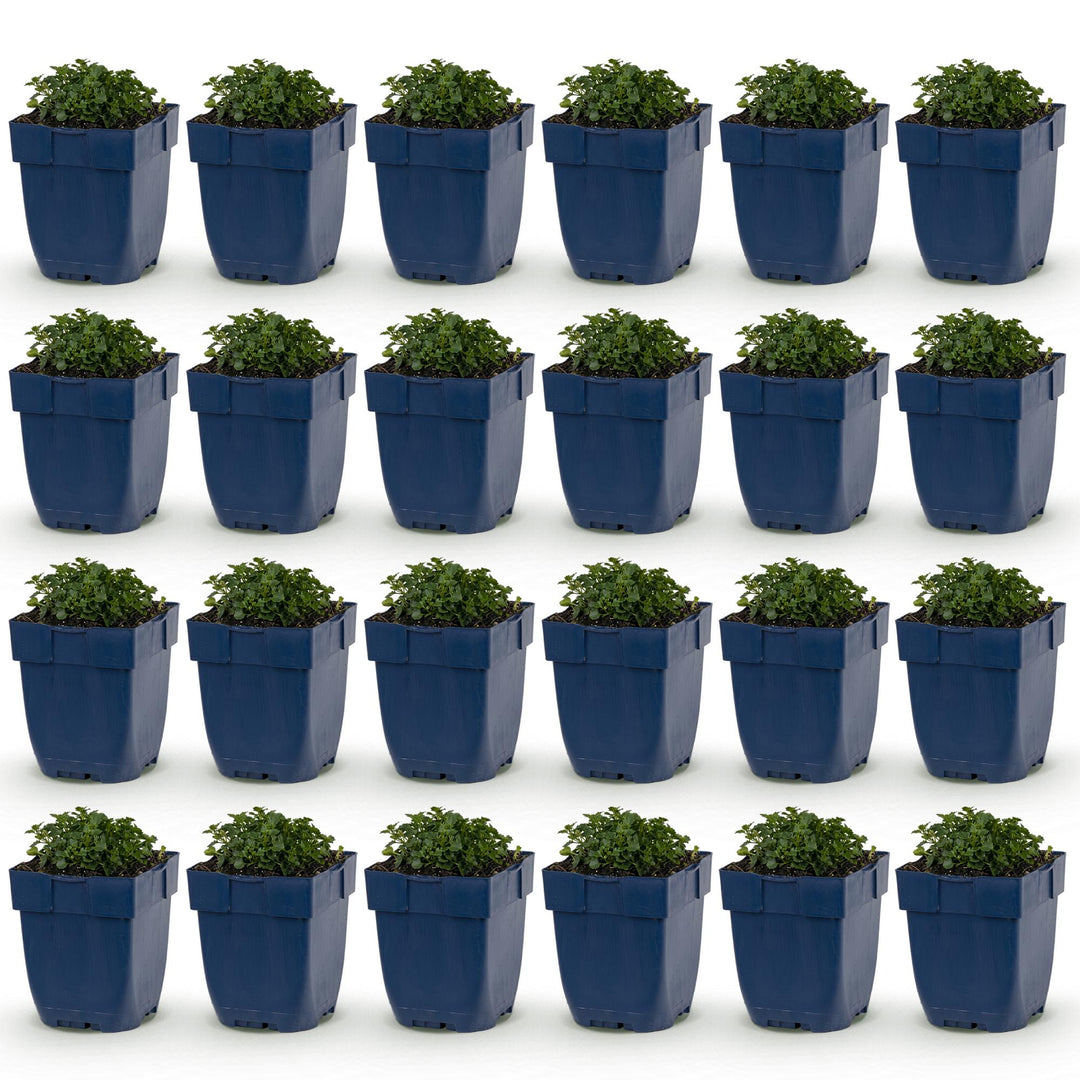 24 Campanula portenschlagiana Dalmatian bellflower plants in 11cm pots