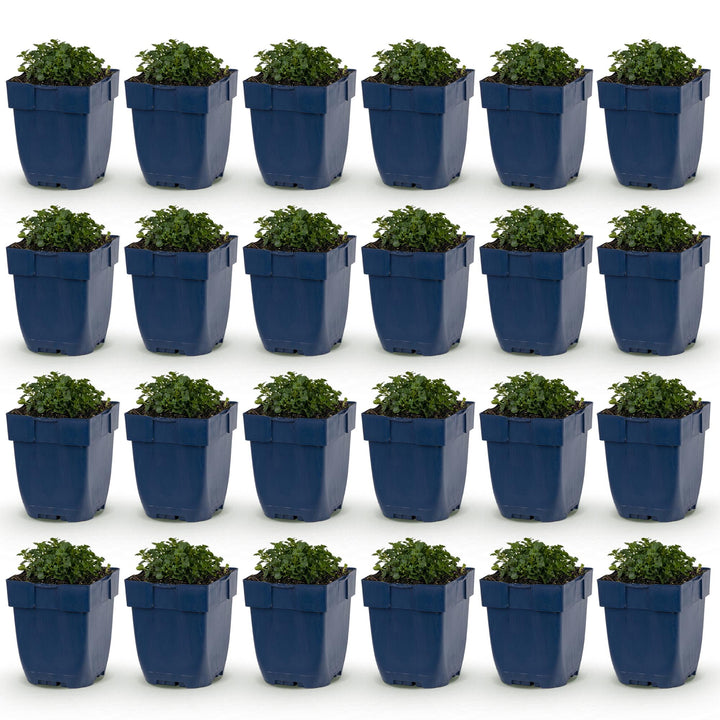 24 Campanula portenschlagiana Dalmatian bellflower plants in 11cm pots