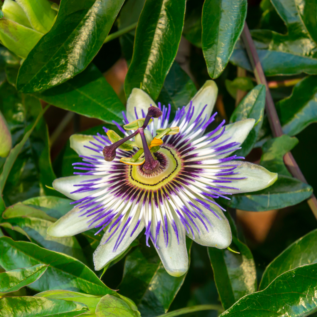 Blue passion flower (Passiflora caerulea), view 3