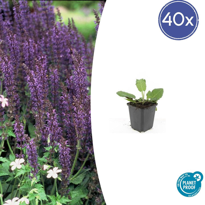 40x Salvia Mainacht - Deep Violet-Blue Perennial - 10-25cm - Ø9cm