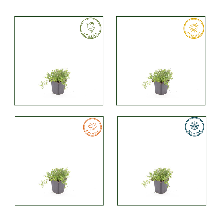 48x Thymus Serpyllum - Purple Flowering Groundcover - Ø9cm Pots