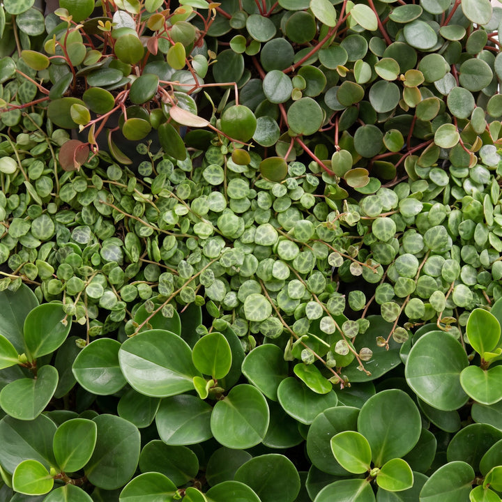 3x Baby Peperomia Mix plants in growing pots, image 4