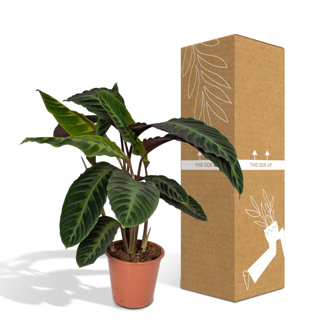 Calathea Warscewiczii - Peacock plant - Ø19cm - ↕70cm styled in an Irish home interior