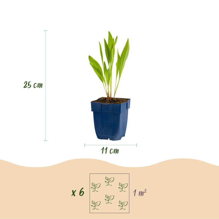 12 Echinacea paradoxa yellow coneflower plants in 11cm pots - view 3