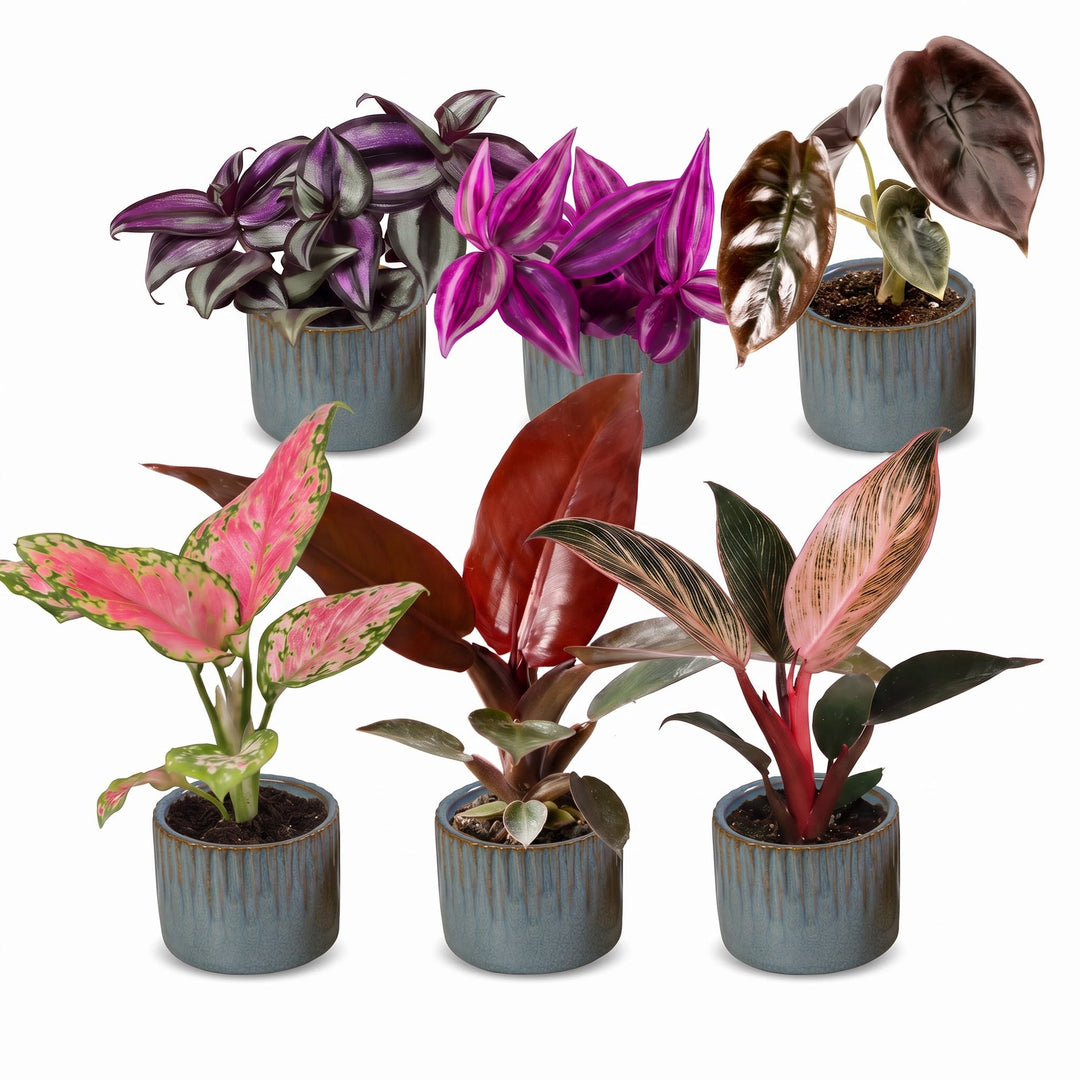 Baby Paradise Mix tropical houseplants, pack of 6, image 2