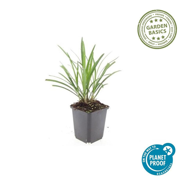 24x Liriope muscari 'Ingwersen' Lily Turf - Clumping Border Plants 9cm